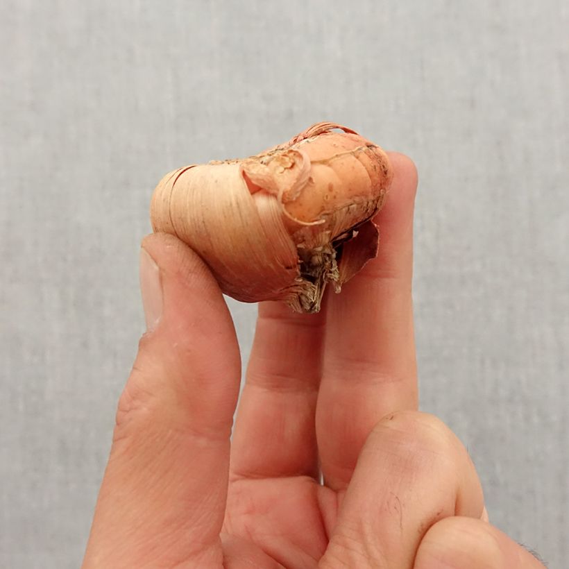 Example of Glaïeul ou Gladiolus Peter Pears Bulbe calibre 12+ as you get in printemps