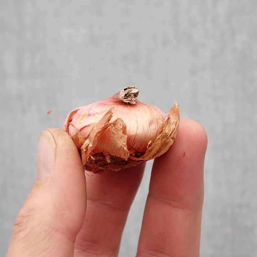 Example of Glaieul ou Gladiolus primulinus Atom Bulbe calibre 8+ as you get in printemps