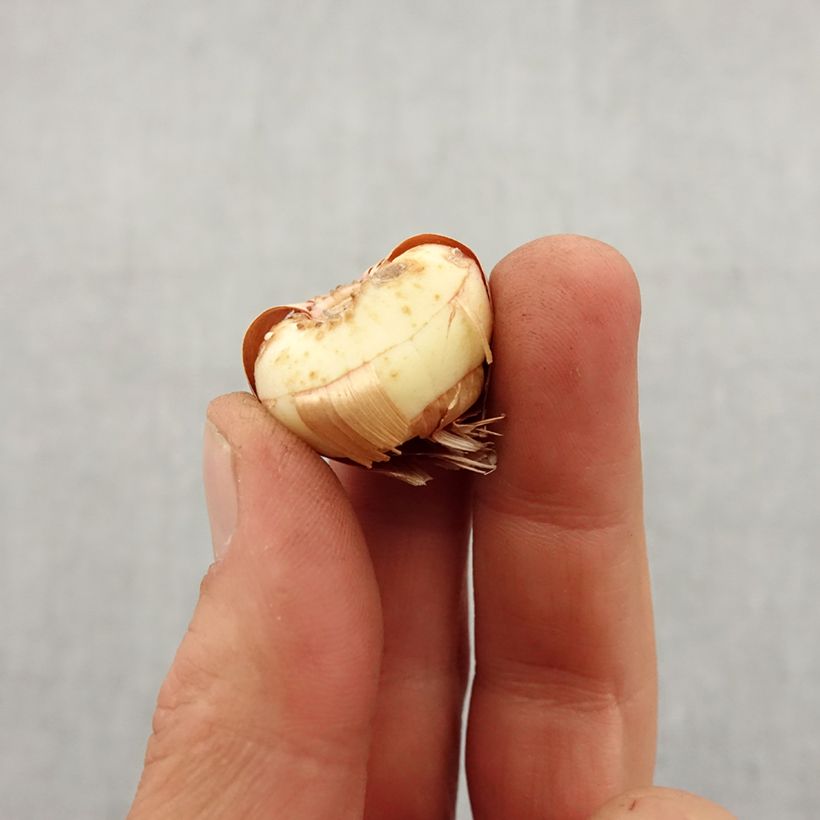 Spécimen de Glaieul ou Gladiolus primulinus Fiona Bulbe calibre 8+ tel que livré au printemps