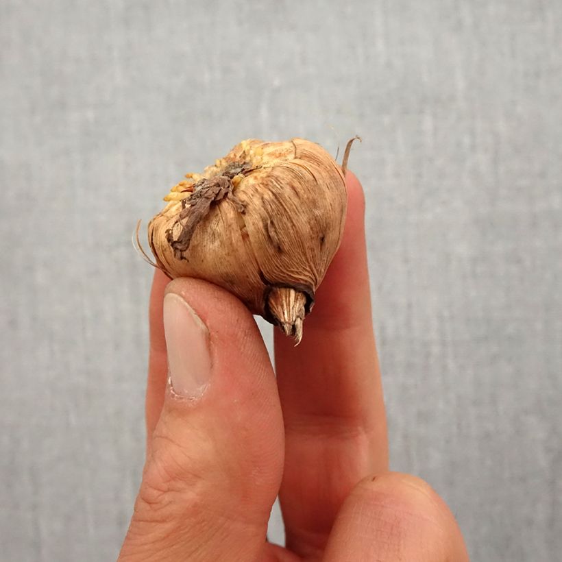 Spécimen de Glaïeul ou Gladiolus Princess Margaret Rose Bulbe calibre 14+ tel que livré au printemps