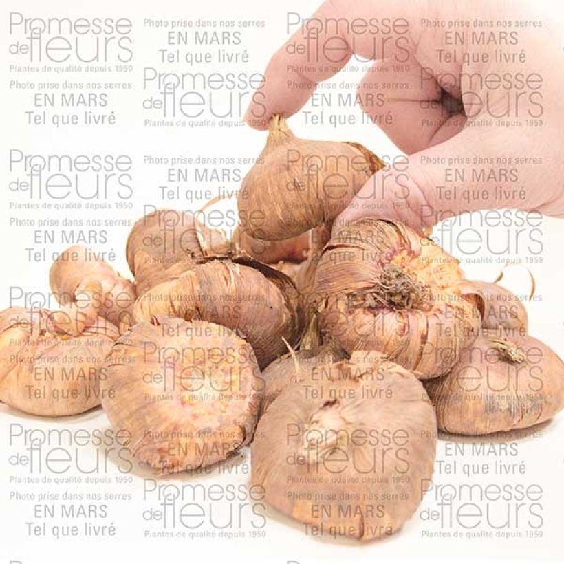 Exemple de spécimen de Glaïeul ou Gladiolus Priscilla Bulbe calibre 14+ tel que livré