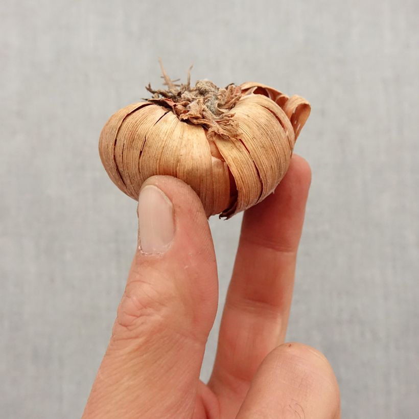 Spécimen de Glaïeul ou Gladiolus Purple Flora Bulbe calibre 8+ tel que livré au printemps