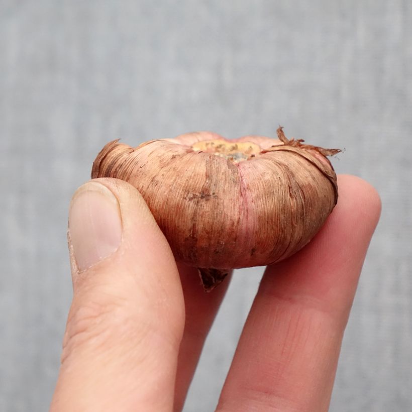 Spécimen de Glaïeul ou Gladiolus Victor Borge Bulbe calibre 14+ tel que livré au printemps