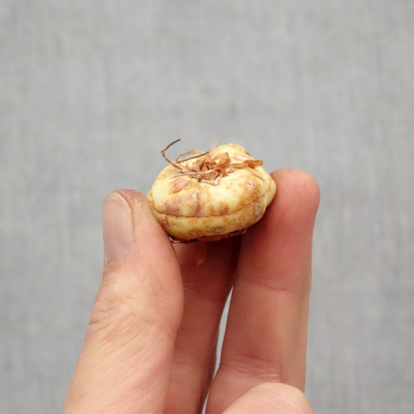 Spécimen de Glaïeul ou Gladiolus Violet Moon Bulbe calibre 14+ tel que livré au printemps