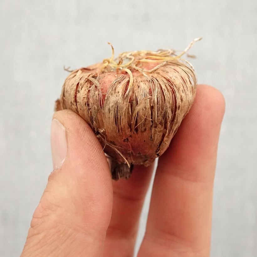 Example of Glaïeul ou Gladiolus White Prosperity Bulbe calibre 14+ as you get in printemps