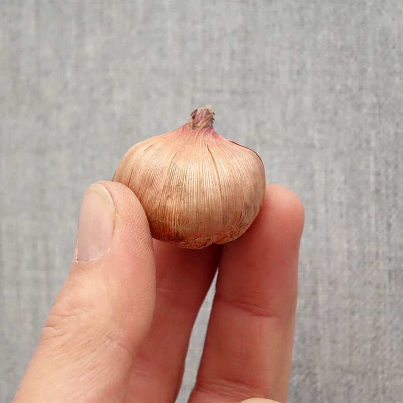 Spécimen de Glaïeul ou Gladiolus Wig's Sensation Bulbe calibre 10+ tel que livré au printemps