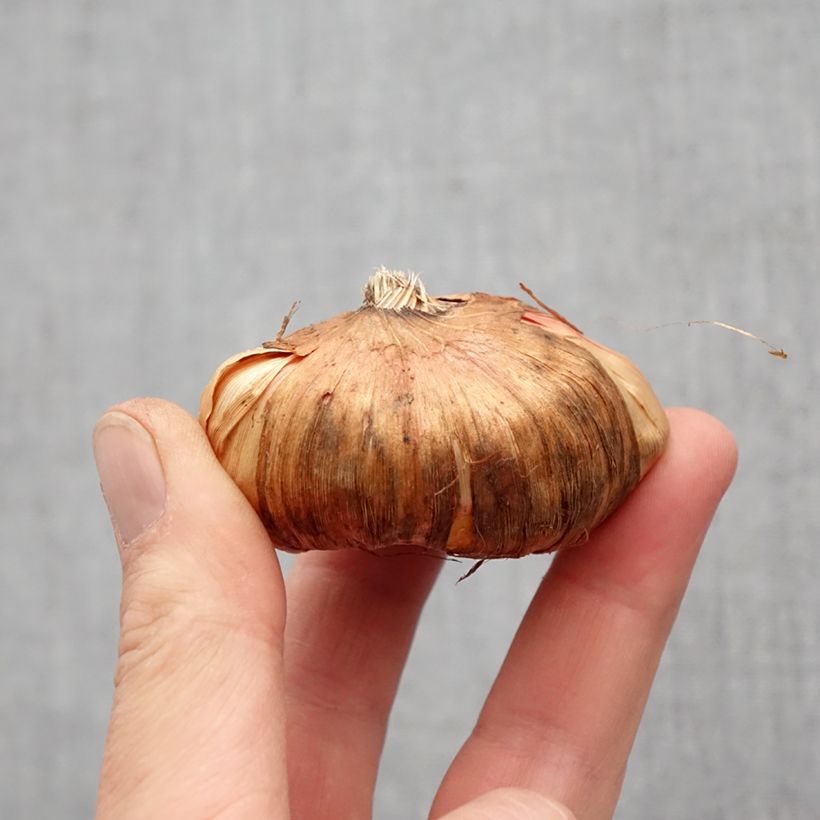 Spécimen de Glaïeul ou Gladiolus Wine and Roses Bulbe calibre 14+, extra tel que livré au printemps