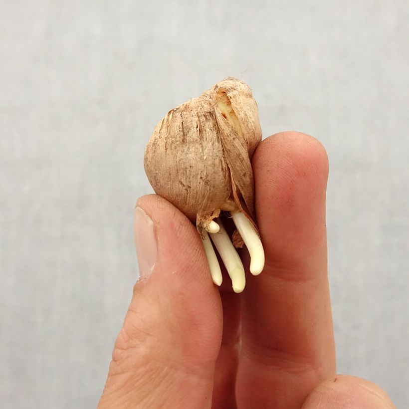 Spécimen de Glaïeul tristis var. concolor Bulbe calibre 5+ tel que livré au printemps