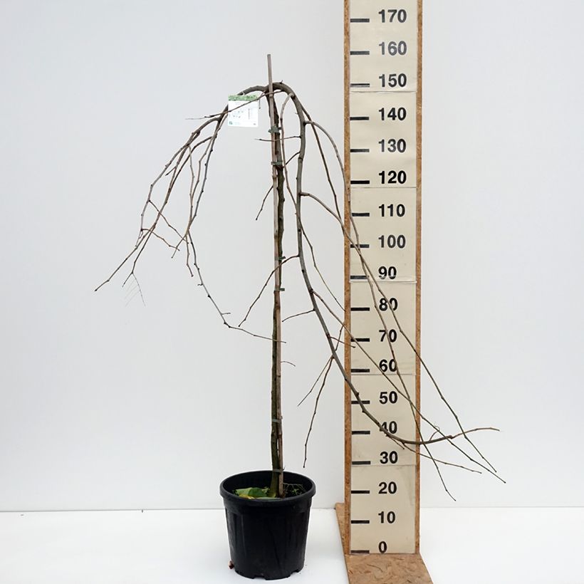 Spécimen de Gleditsia triacanthos Emerald Cascade - Févier d'Amérique Pot de 7,5L/10L, Tige tel que livré en automne