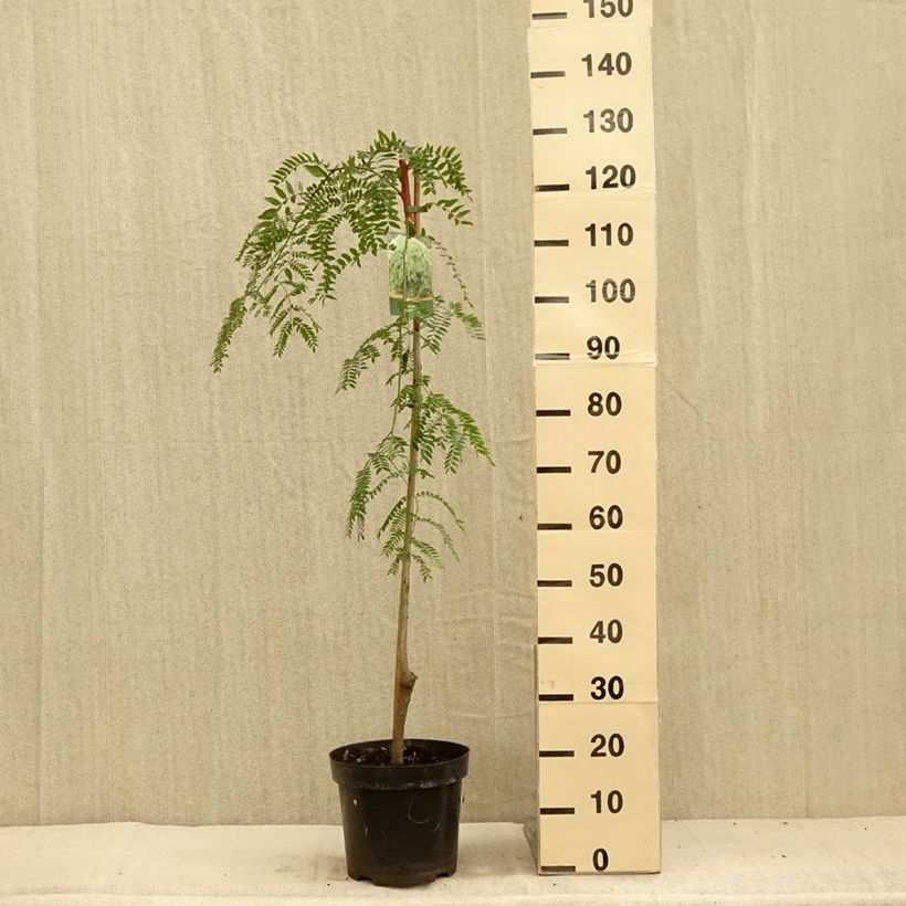 Spécimen de Gleditsia triacanthos Emerald Cascade - Févier d'Amérique Pot de 12L/15L, Tige tel que livré en été
