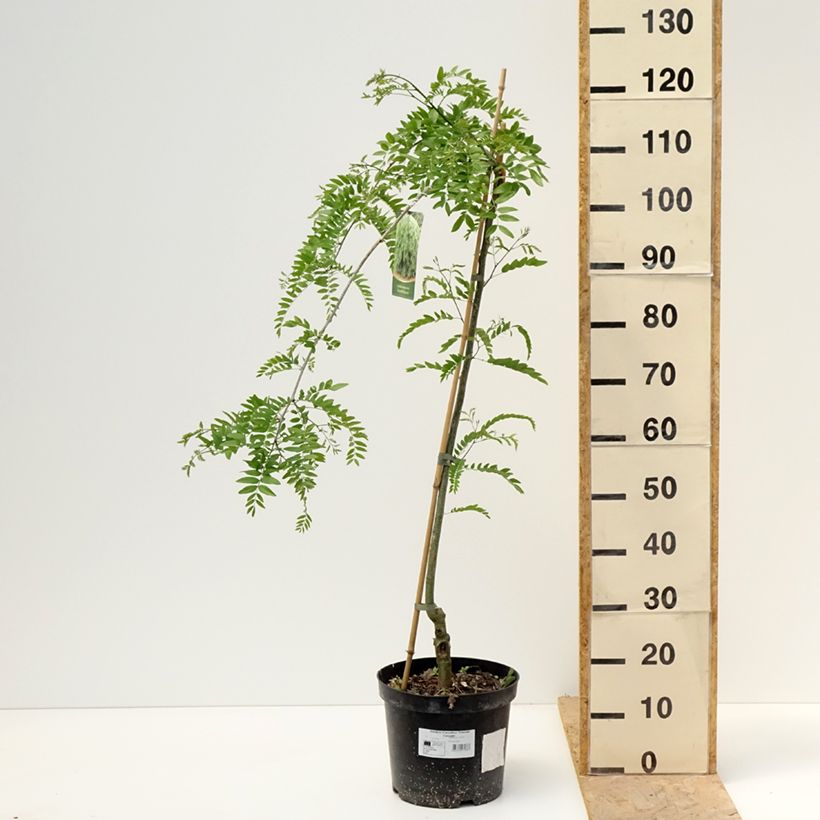 Example of Gleditsia triacanthos Emerald Cascade - Févier d'Amérique Pot de 12L/15L, Tige as you get in printemps