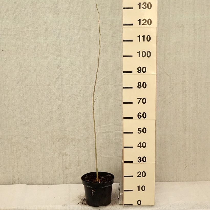 Example of Gleditsia triacanthos - Févier d'Amérique Pot de 4L/5L as you get in printemps