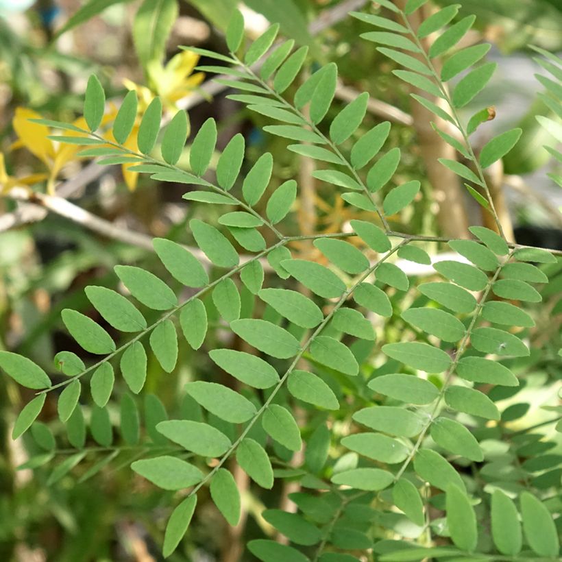Gleditsia triacanthos Goofy - Févier d'Amérique (Foliage)