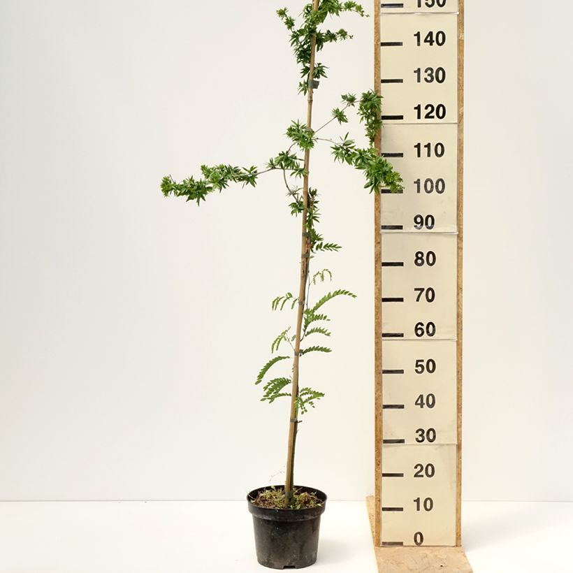 Example of Gleditsia triacanthos Goofy - Févier d'Amérique Pot de 7,5L/10L as you get in printemps