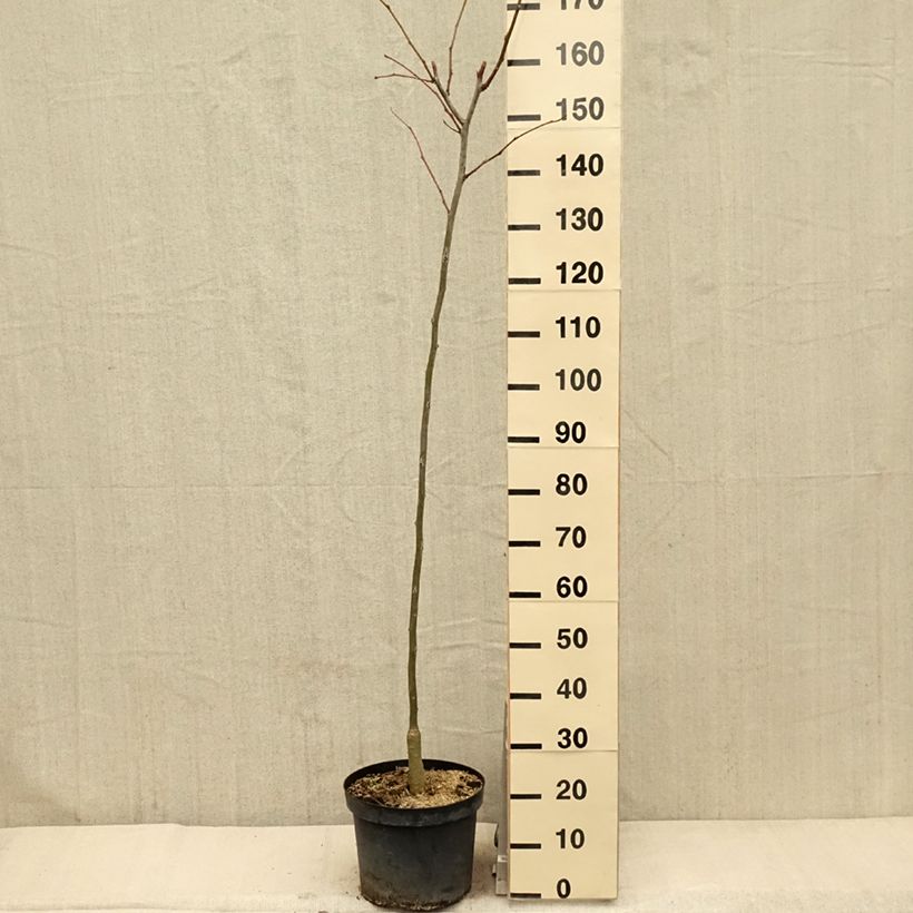 Example of Gleditsia triacanthos Shademaster - Févier d'Amérique Pot de 7,5L/10L as you get in printemps