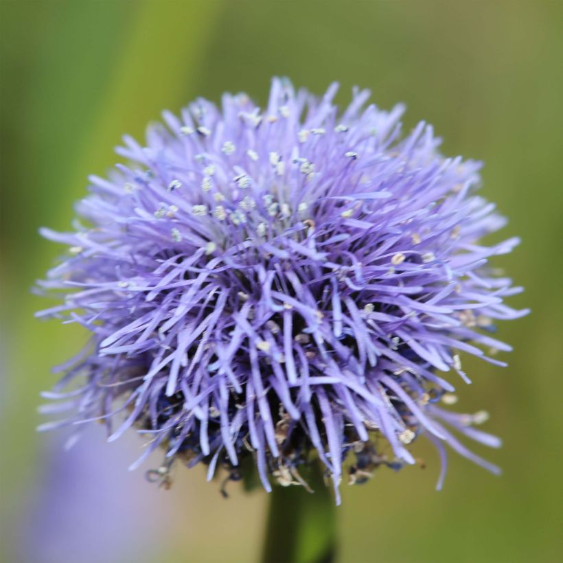 Globularia punctata - Globulaire commune (Flowering)