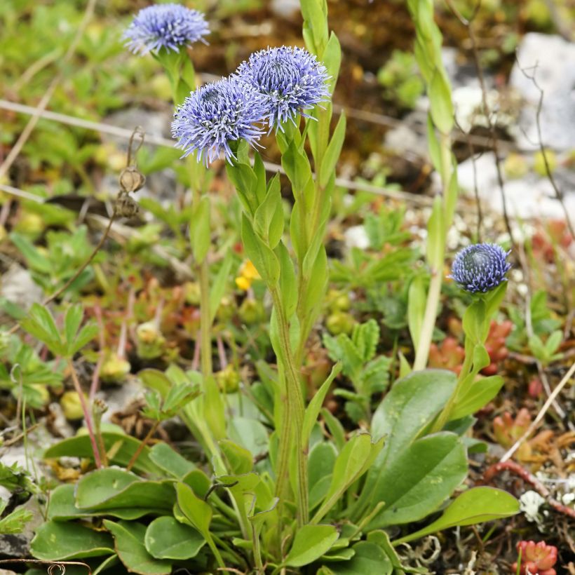 Globularia punctata - Globulaire commune (Plant habit)