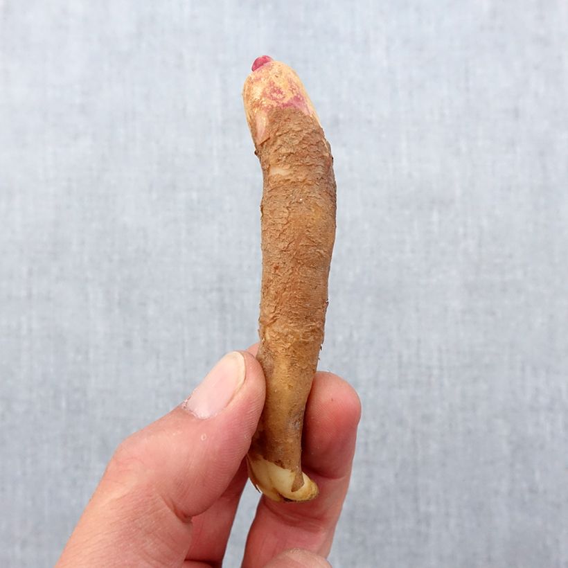 Example of Gloriosa Carsonii - Lis glorieux Bulbe calibre 15+ as you get in printemps