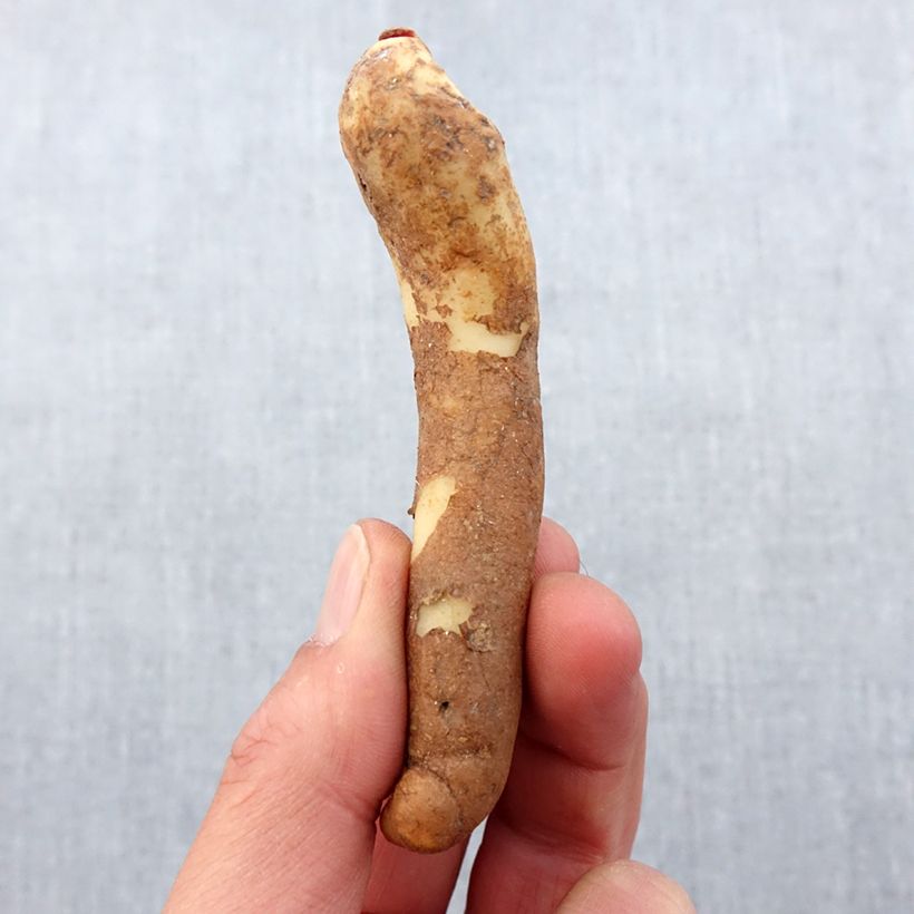 Example of Gloriosa lutea - Lis glorieux jaune Bulbe calibre 10+ as you get in printemps