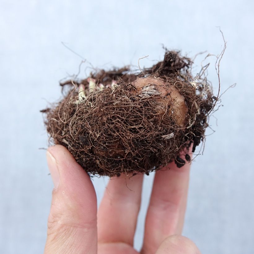 Example of Gloxinia Etoile de feu   Bulbe calibre 5+ as you get in printemps