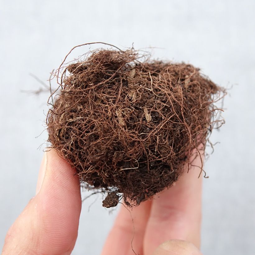 Example of Gloxinia Kaiser Friedrich Bulbe calibre 5+ as you get in printemps