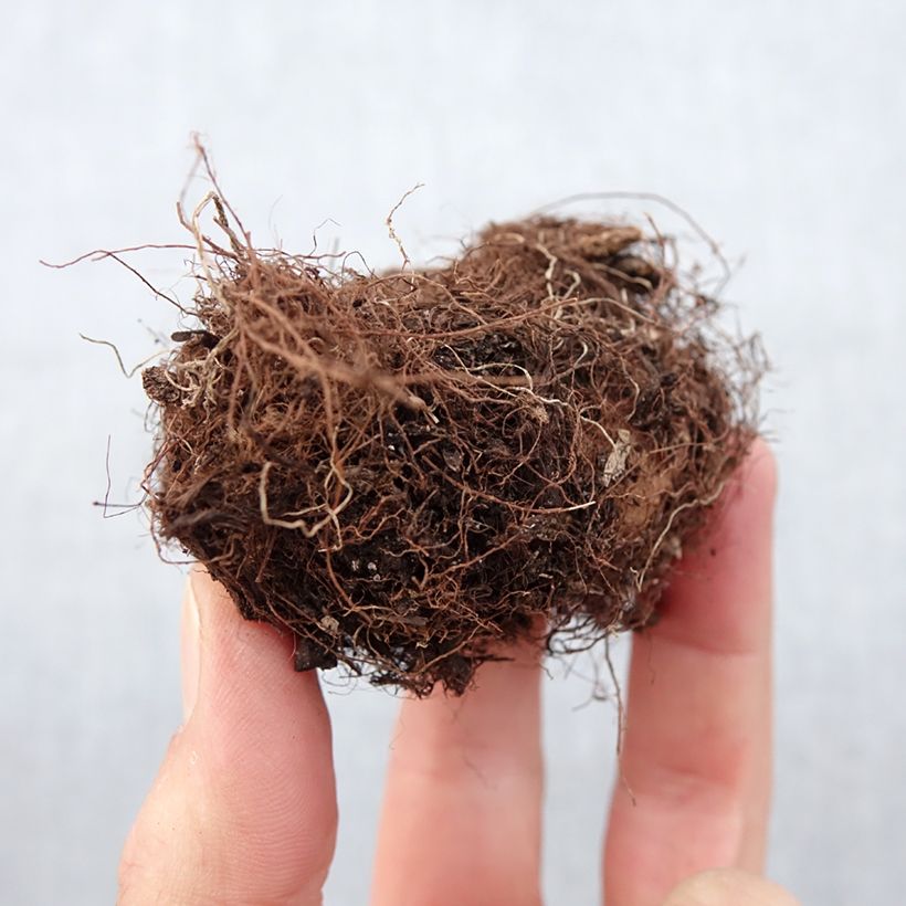 Example of Gloxinia Kaiser Wilhelm   Bulbe calibre 5+ as you get in printemps