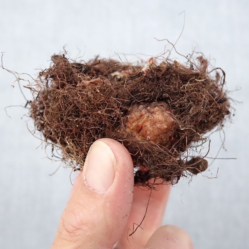 Example of Gloxinia Violacea   Bulbe calibre 5+ as you get in printemps