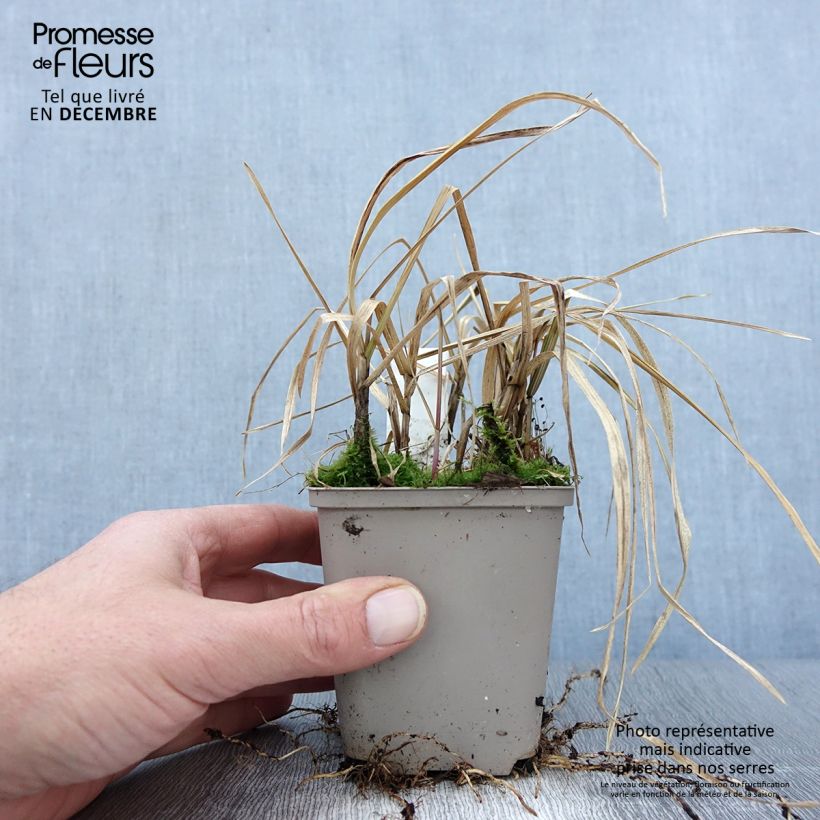Spécimen de Glyceria maxima Variegata - Glycerie panachée Godet de 8/9 cm tel que livré en automne