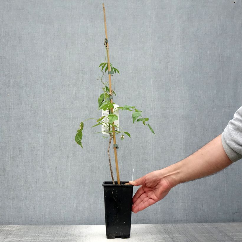 Spécimen de Glycine Blue Moon - Wisteria frutescens var. macrostachya Pot de 2L/3L tel que livré en été