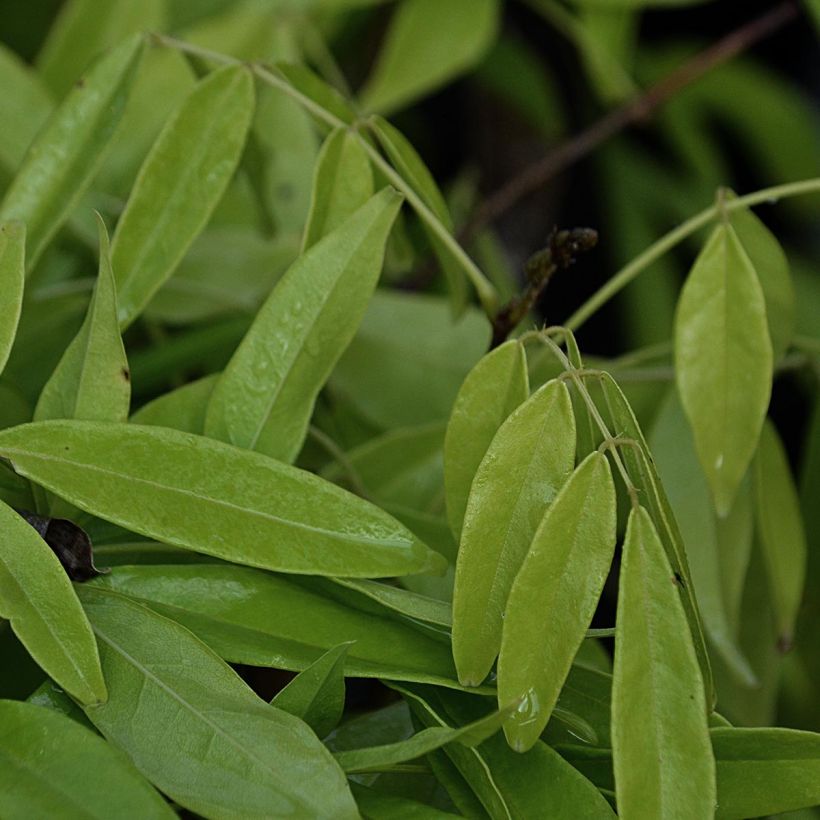 Glycine d'été - Millettia japonica Satsuma (Foliage)