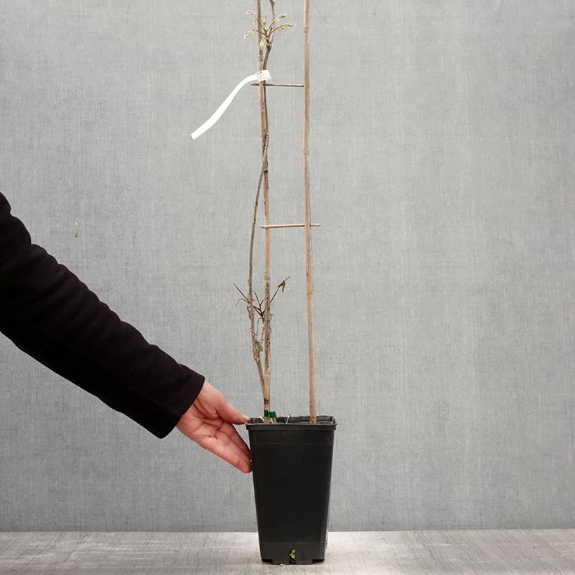 Spécimen de Glycine de Chine Blue Line - Wisteria sinensis Pot de 2L/3L tel que livré au printemps