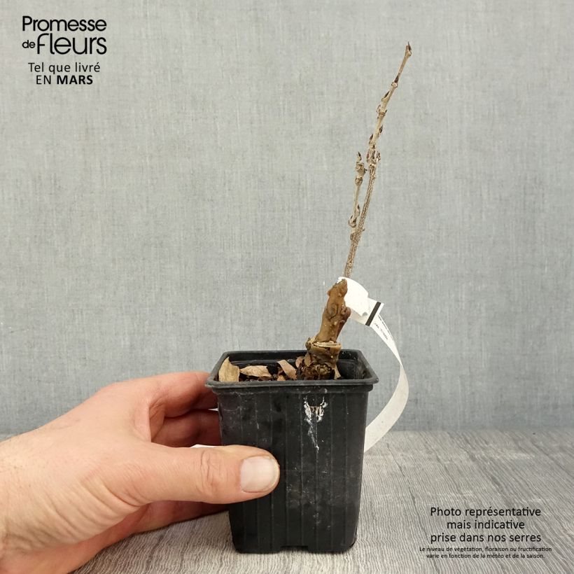 Spécimen de Glycine de Chine - Wisteria sinensis Alba Godet de 8/9 cm tel que livré au printemps