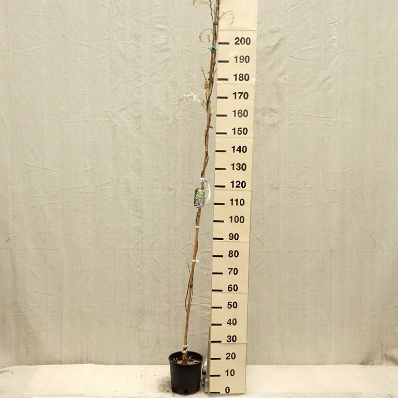 Spécimen de Glycine de Chine - Wisteria sinensis Alba Pot de 3L/4L tel que livré au printemps