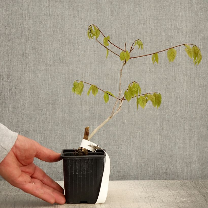 Spécimen de Glycine de Chine - Wisteria sinensis Godet de 8/9 cm tel que livré au printemps