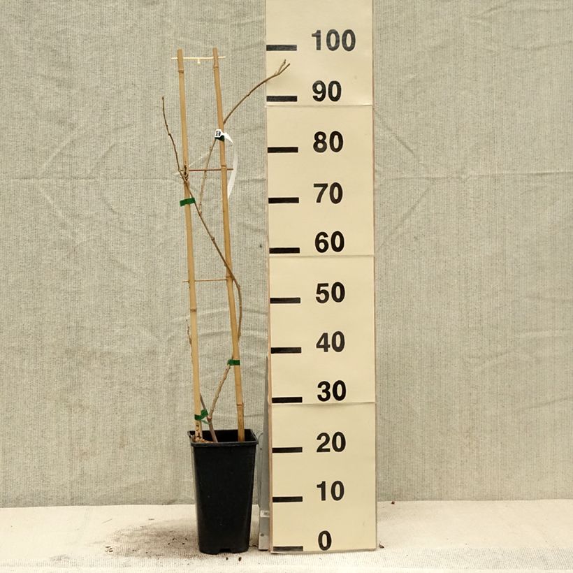 Example of Glycine de Chine - Wisteria sinensis Flore Pleno Pot de 3L/4L as you get in printemps