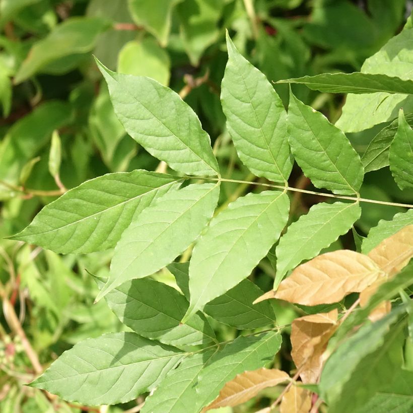 Glycine de Chine - Wisteria sinensis Flore Pleno (Foliage)