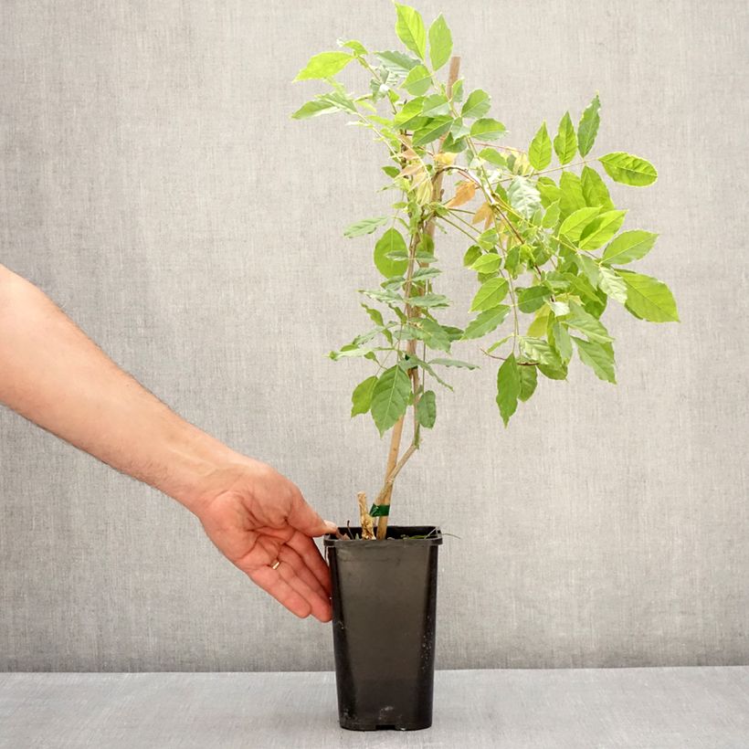 Example of Glycine de Formose - Wisteria formosa Pot de 1,5L/2L as you get in printemps
