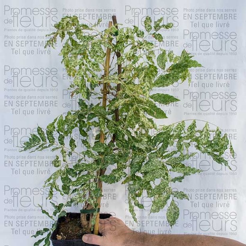 Exemple de spécimen de Glycine du Japon - Wisteria floribunda variegata Pot de 2L/3L, Plant greffé de + de 18 mois tel que livré