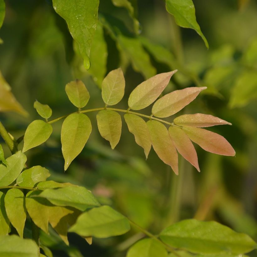 Glycine du Japon - Wisteria floribunda Alba (Foliage)