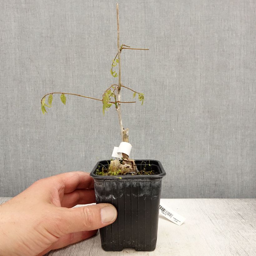 Example of Glycine du Japon - Wisteria floribunda Alba Godet de 8/9 cm as you get in printemps