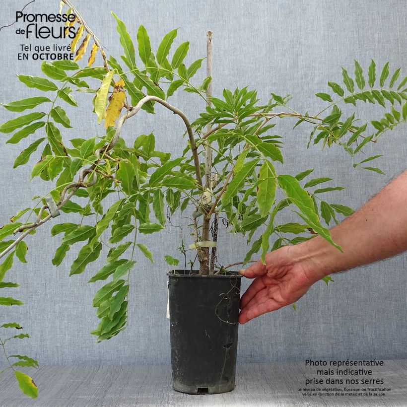 Spécimen de Glycine du Japon - Wisteria floribunda Alba Pot de 1,5L/2L, Plant greffé de + de 18 mois tel que livré en automne