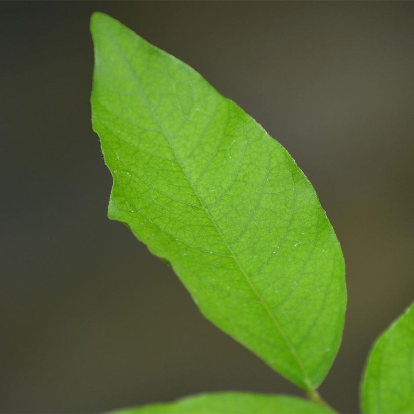 Glycine du Japon - Wisteria venusta (Foliage)