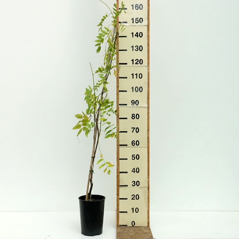 Spécimen de Glycine Grande Diva Barbara - Wisteria (x) venusta Pot de 4L/5L tel que livré en été