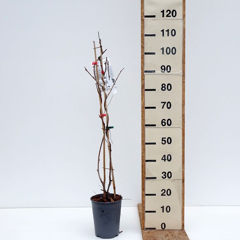 Example of Glycine Grande Diva Barbara - Wisteria (x) venusta Pot de 4L/5L as you get in hiver