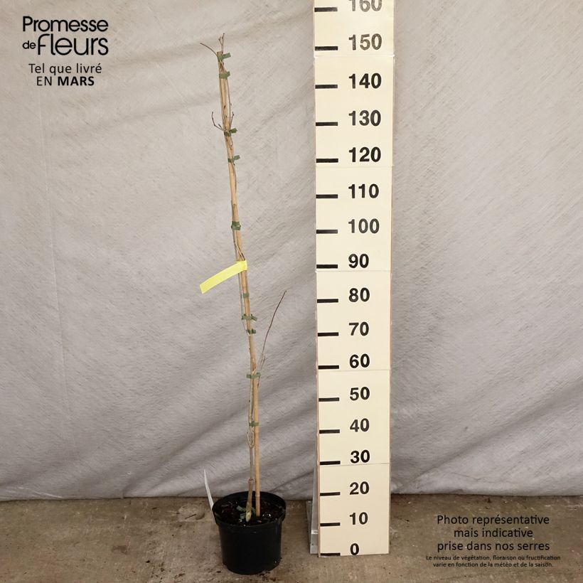 Example of Glycine japonaise - Wisteria floribunda Macrobotrys De Belder Pot de 4L/5L as you get in printemps