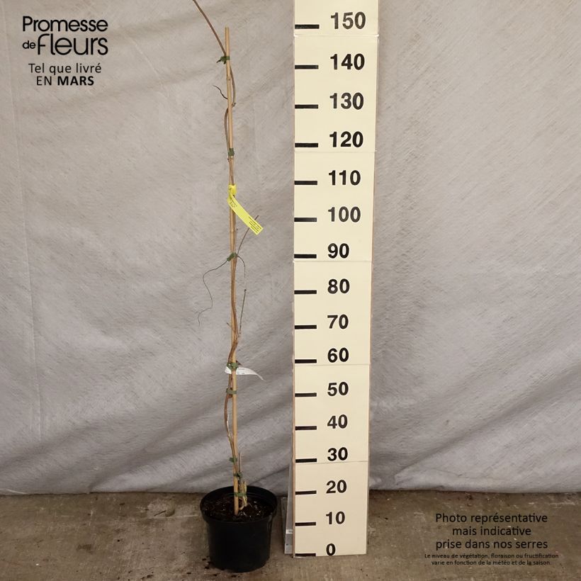 Spécimen de Glycine - Wisteria brachybotrys White Silk Pot de 4L/5L tel que livré au printemps