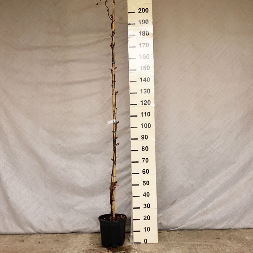 Example of Glycine - Wisteria brachybotrys Yokohama Fuji Pot de 7,5L/10L as you get in printemps