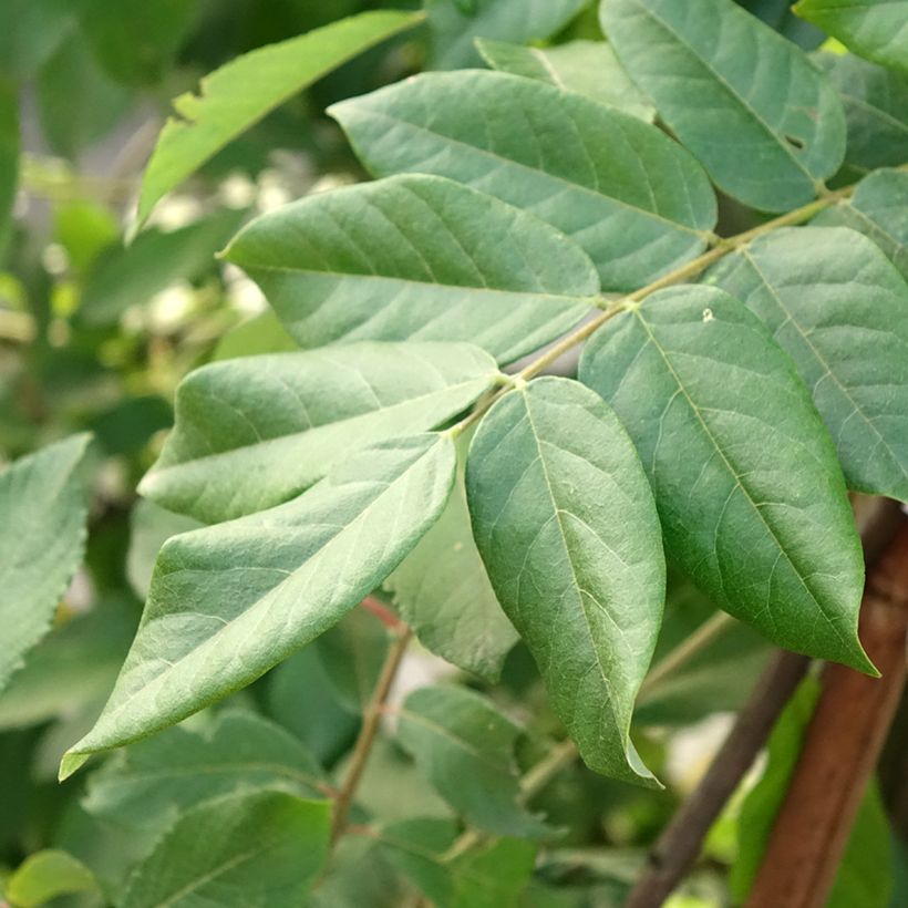 Glycine - Wisteria brachybotrys Yokohama Fuji (Foliage)