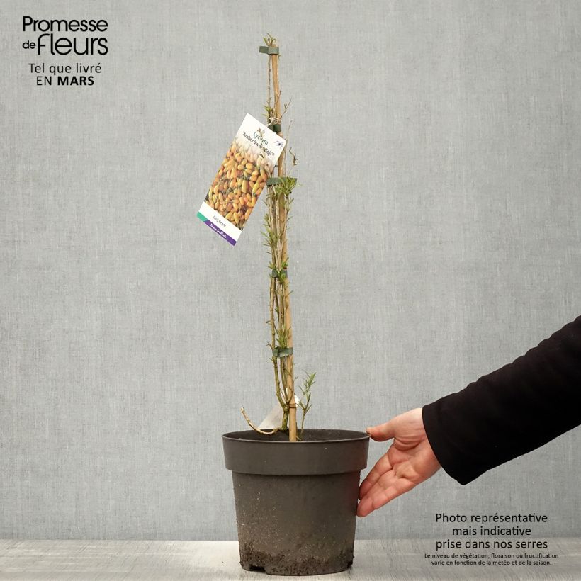 Example of Goji Amber Sweet - Lycium barbarum Pot de 4L/5L, Touffe as you get in printemps