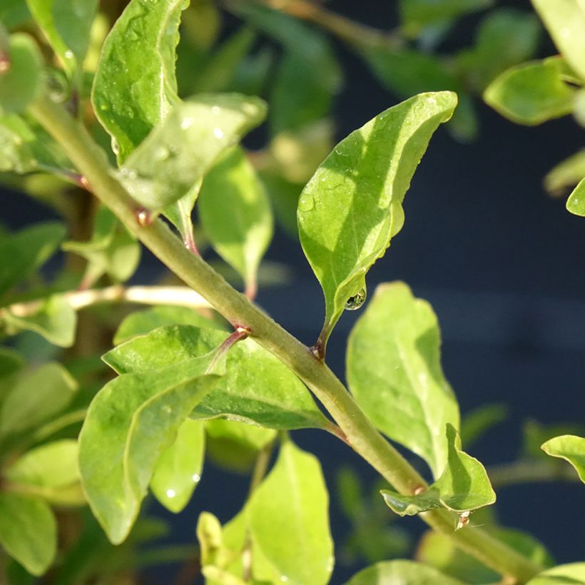 Goji Gojidelys - Lycium barbarum (Foliage)